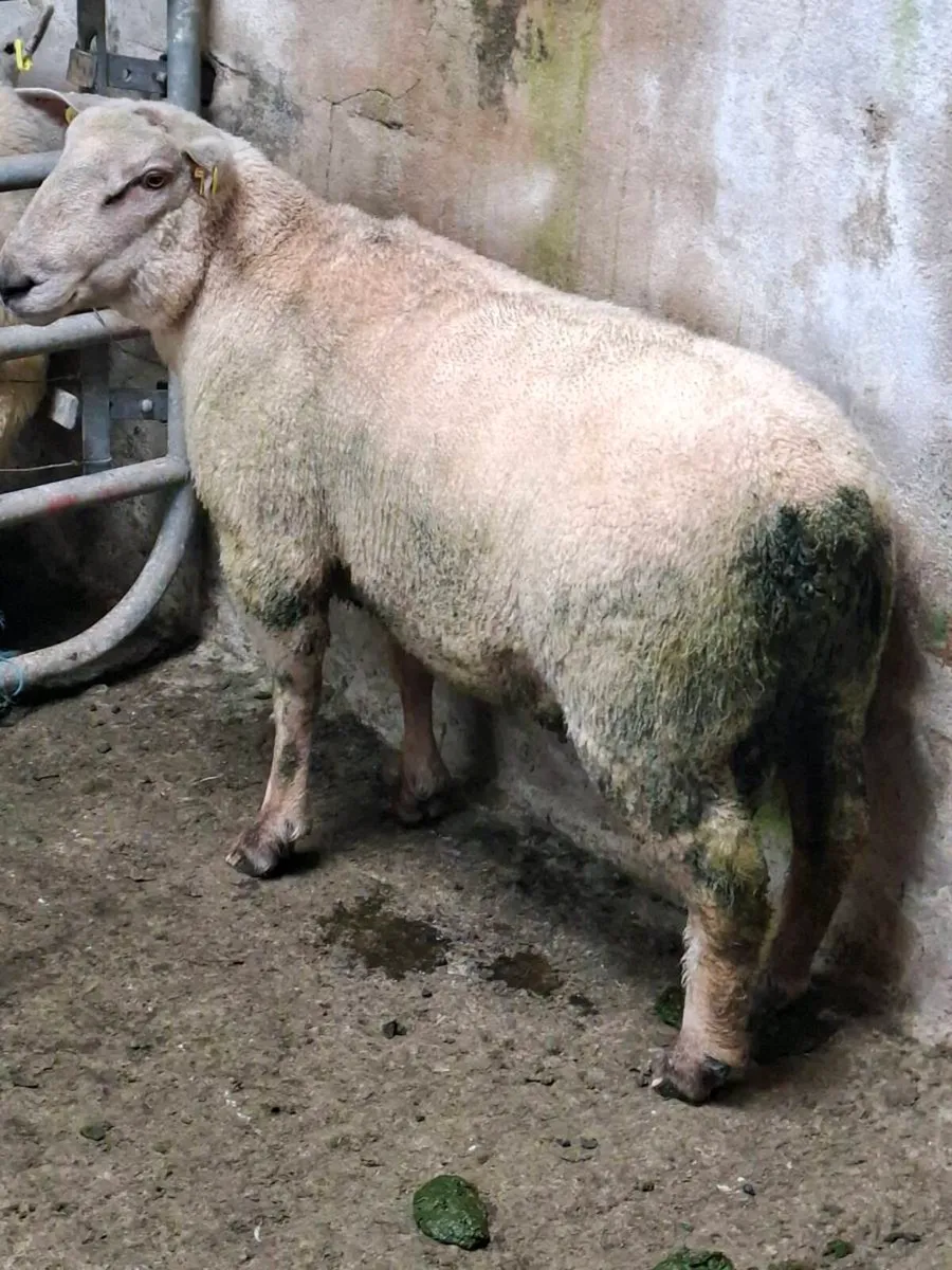 Hogget ram - Image 4