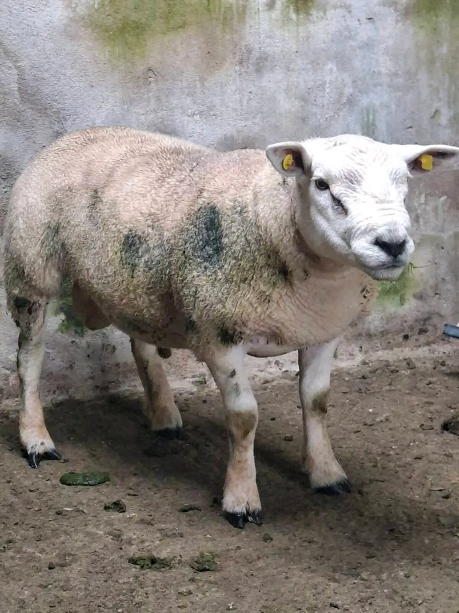 Hogget ram - Image 1