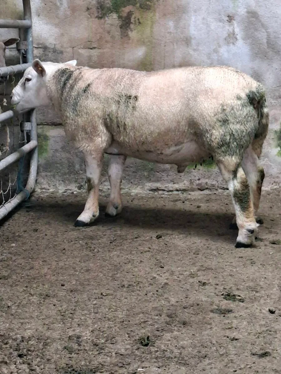 Hogget ram - Image 2