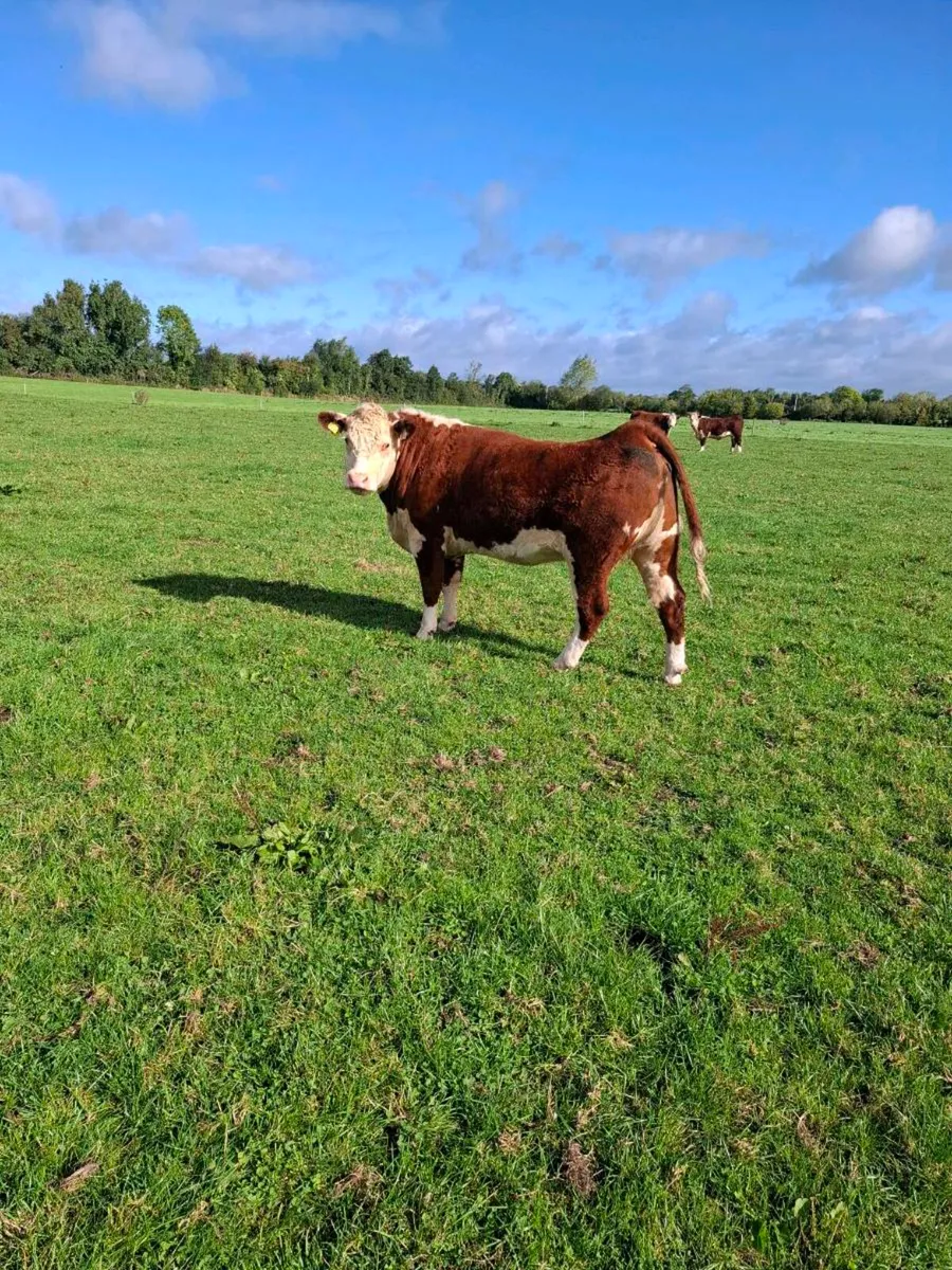 Purebred Incalf Hereford heifers - Image 3