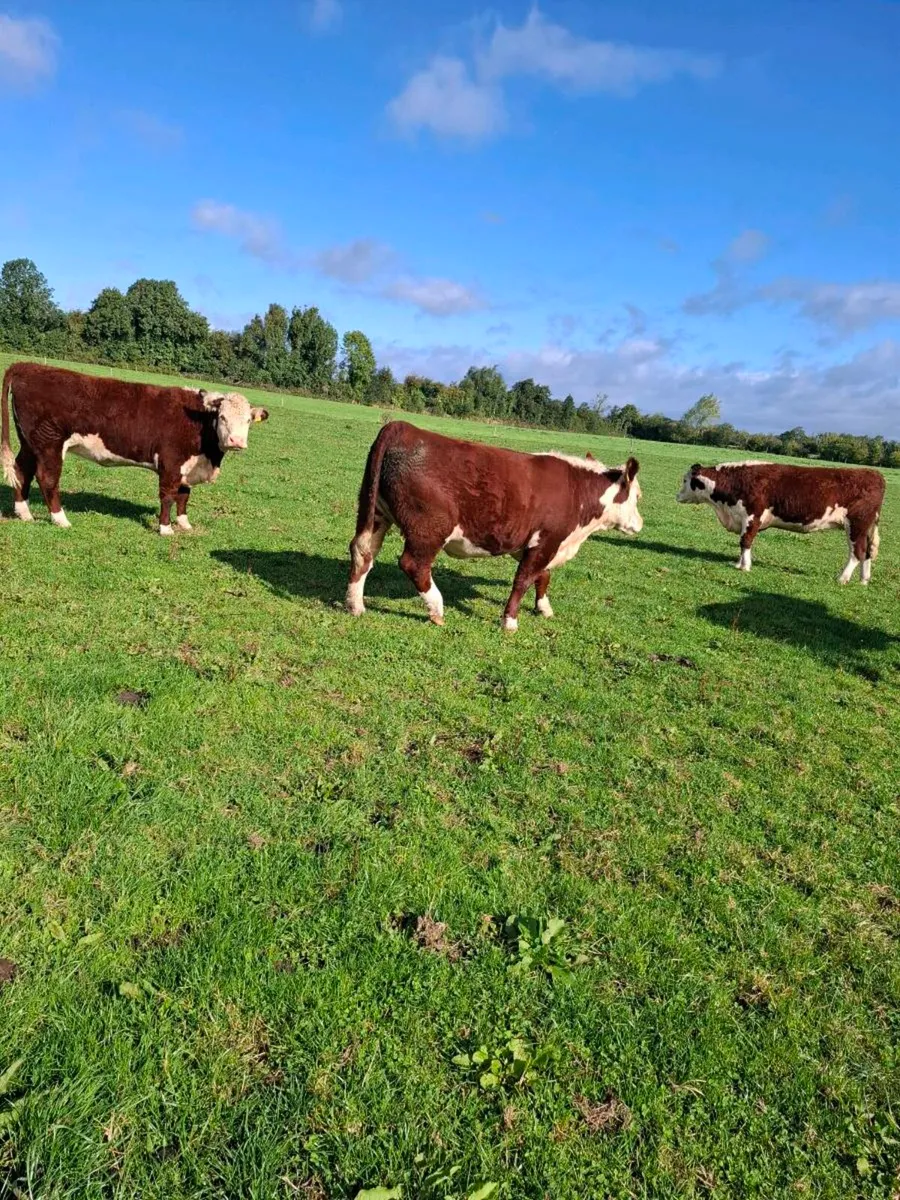 Purebred Incalf Hereford heifers - Image 4