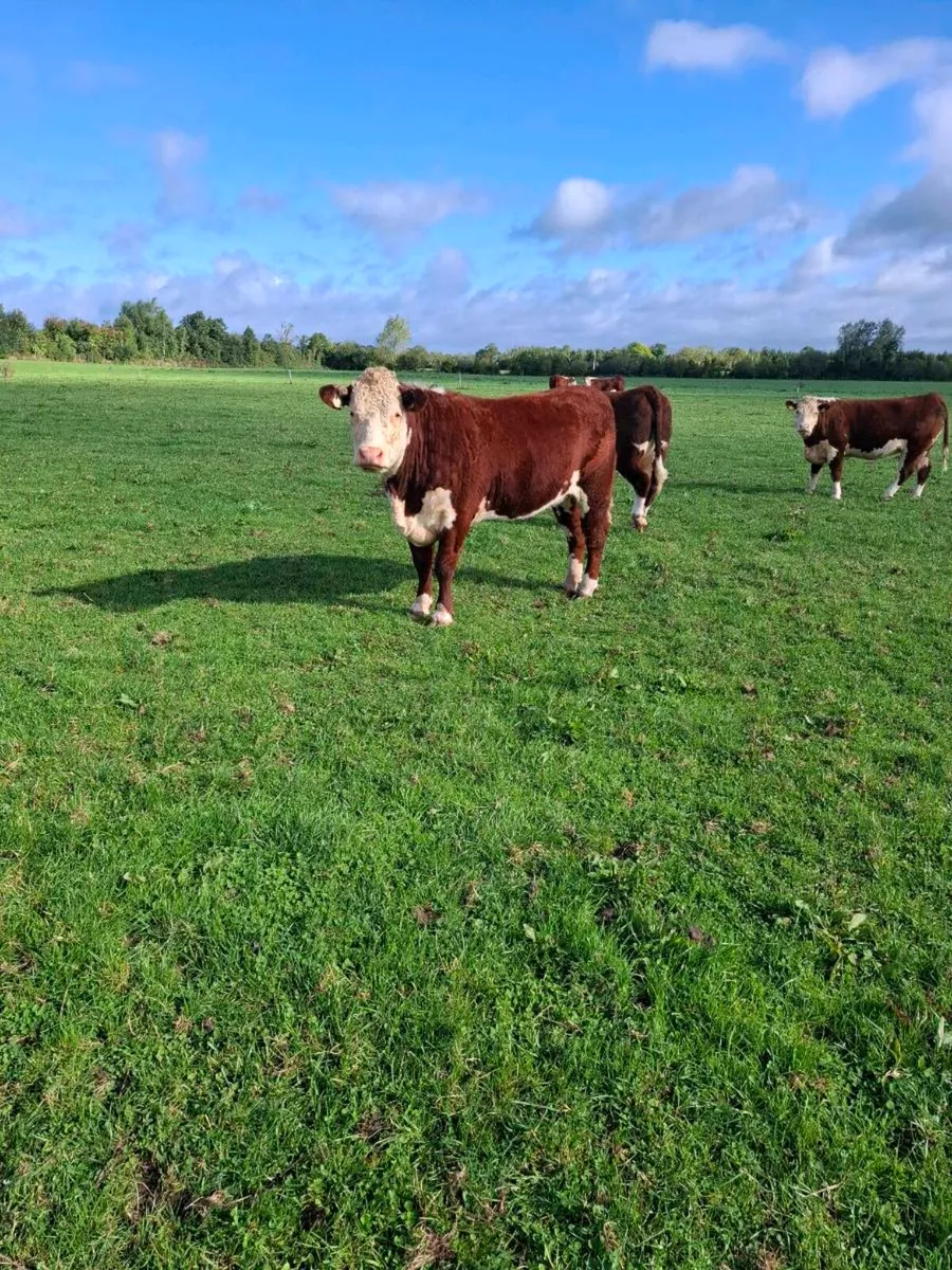 Purebred Incalf Hereford heifers - Image 1