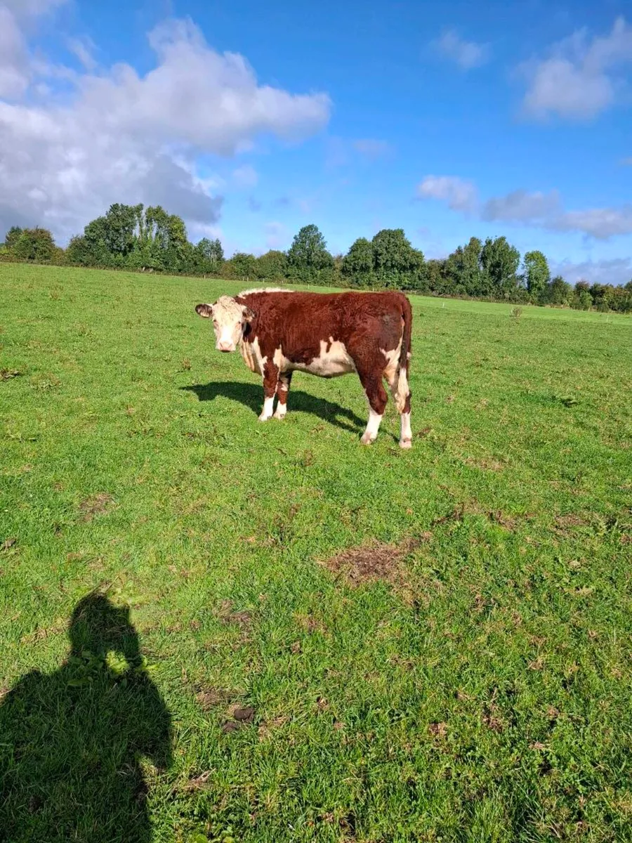 Purebred Incalf Hereford heifers - Image 2