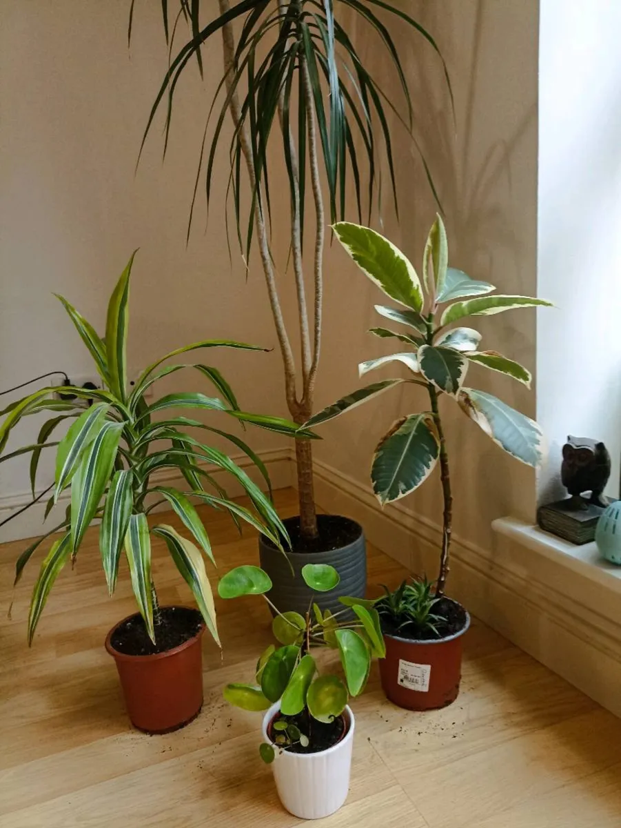 House plants - Image 2