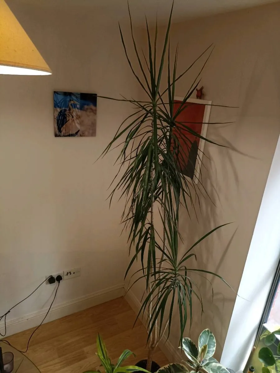 House plants - Image 3