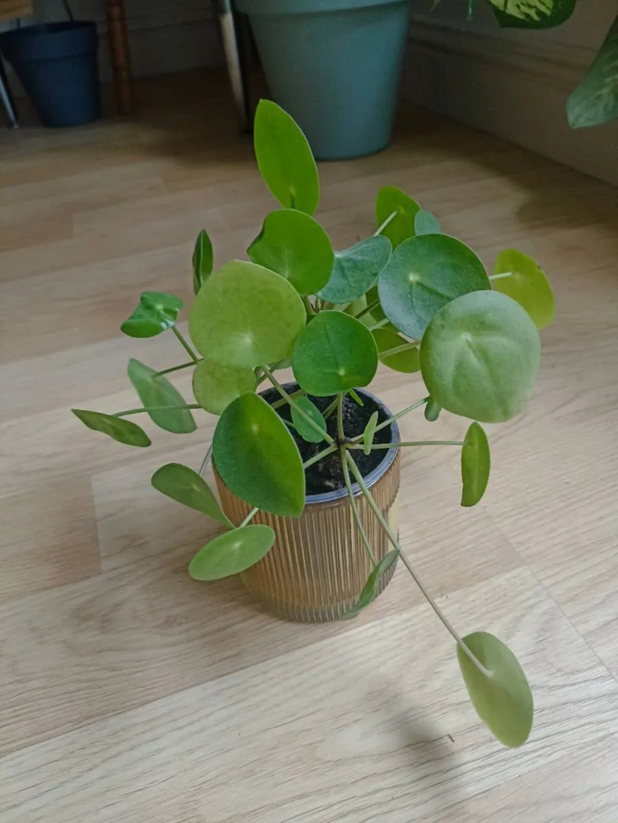 House plants - Image 4