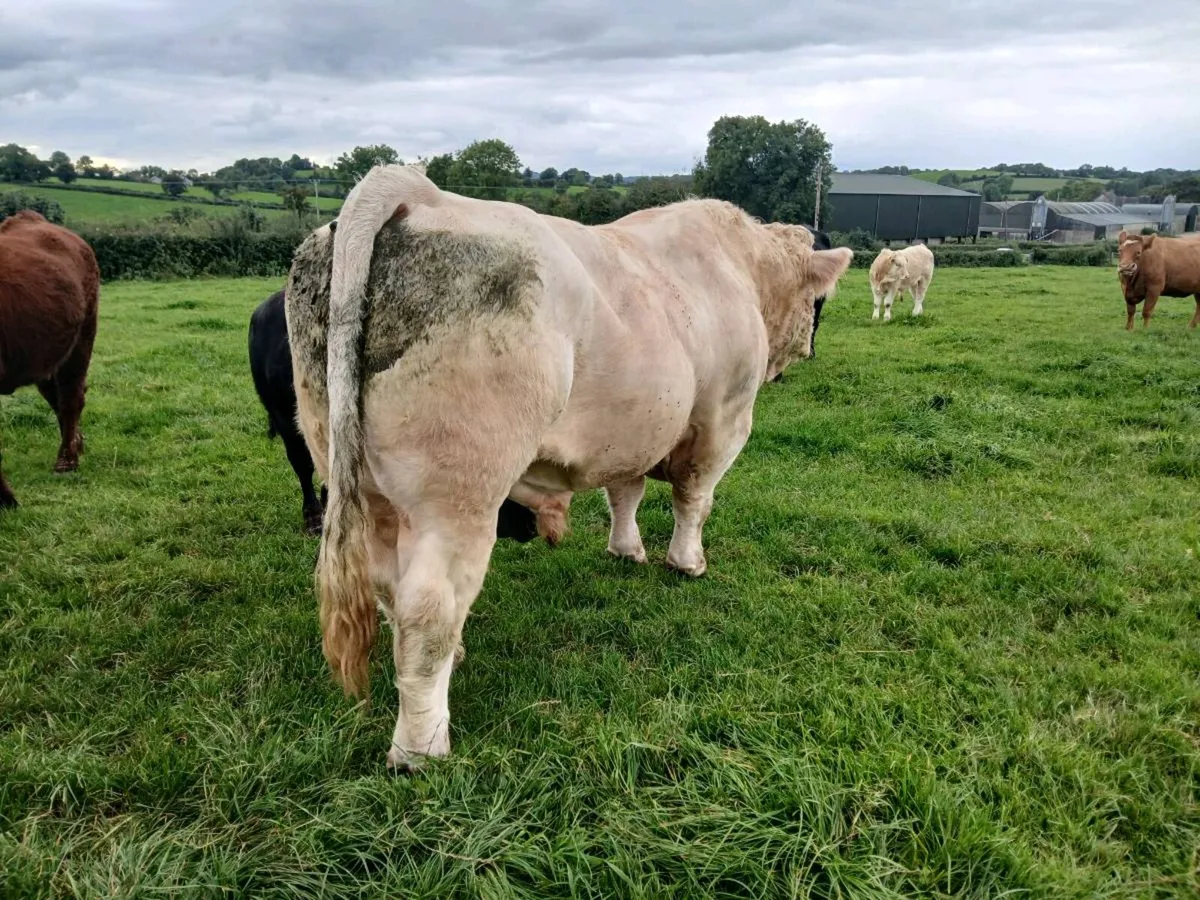 Charolais bull and heifers pedigree registered - Image 3