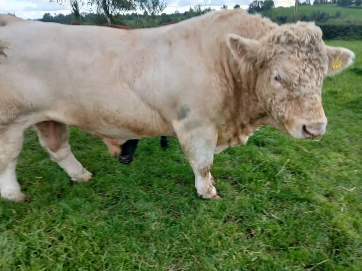 Charolais bull and heifers pedigree registered - Image 4