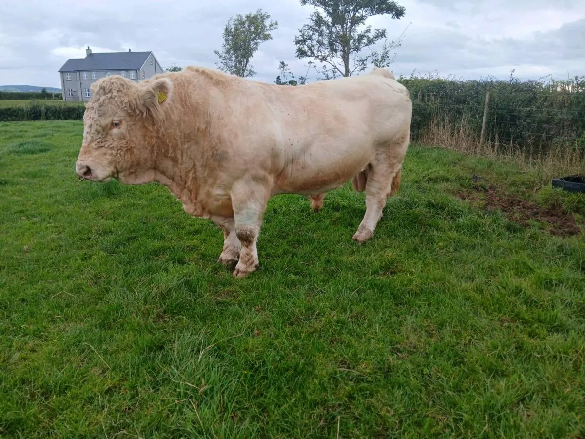 Charolais bull and heifers pedigree registered - Image 2