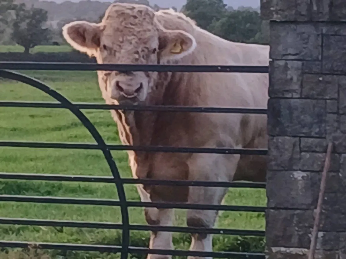 Charolais bull and heifers pedigree registered - Image 1