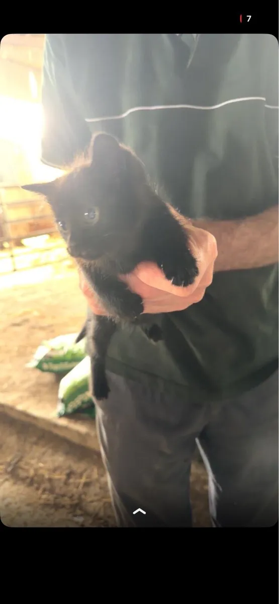 Kittens - Image 2