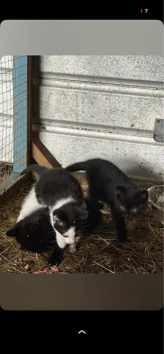 Kittens - Image 3