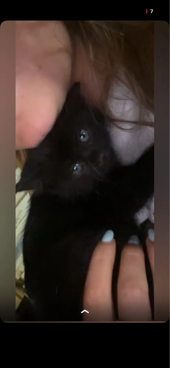 Kittens - Image 1
