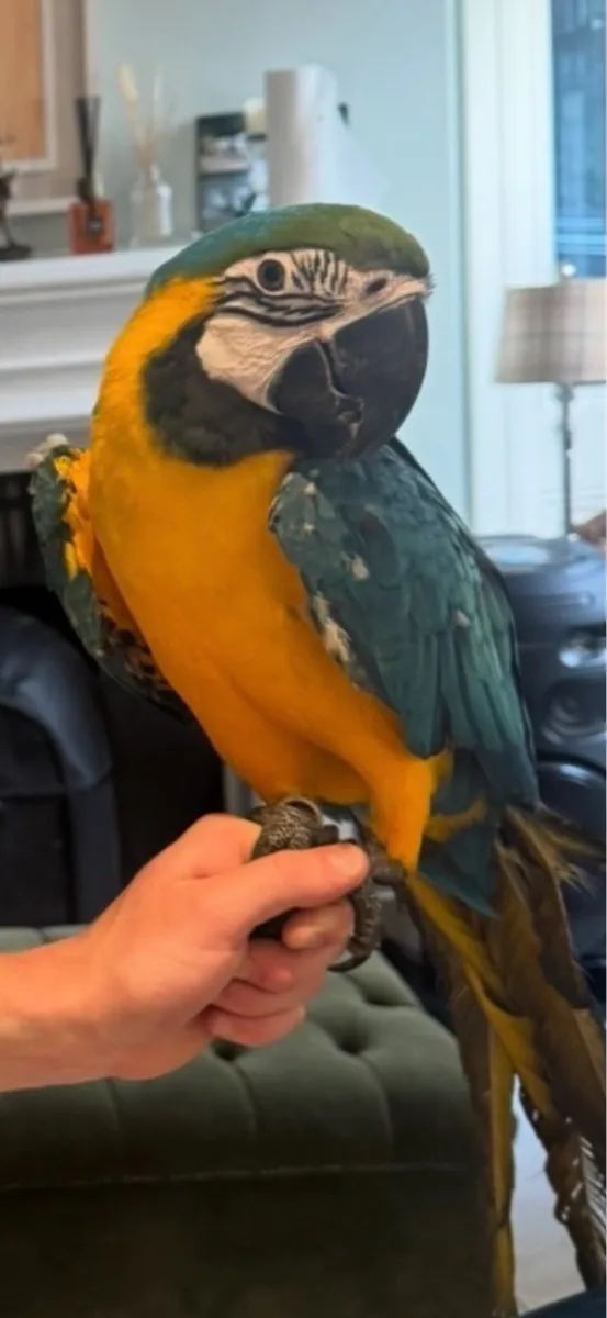 Macaw parrot Male - Image 1