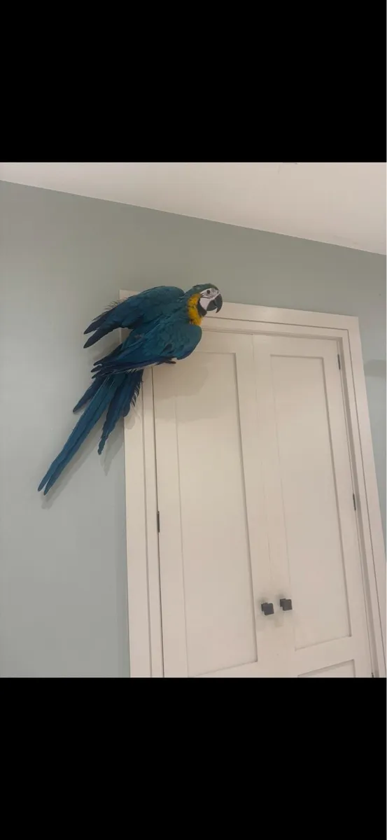 Macaw parrot Male - Image 2