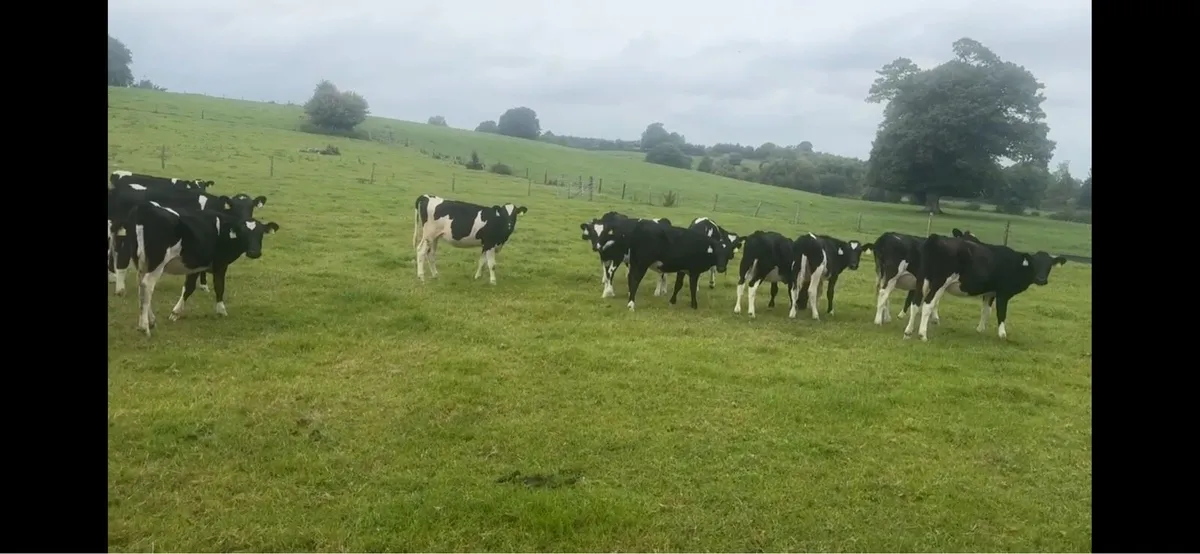 friesian calves - Image 3
