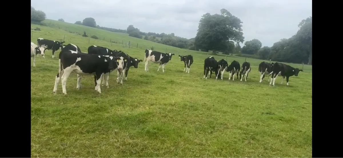 friesian calves - Image 1