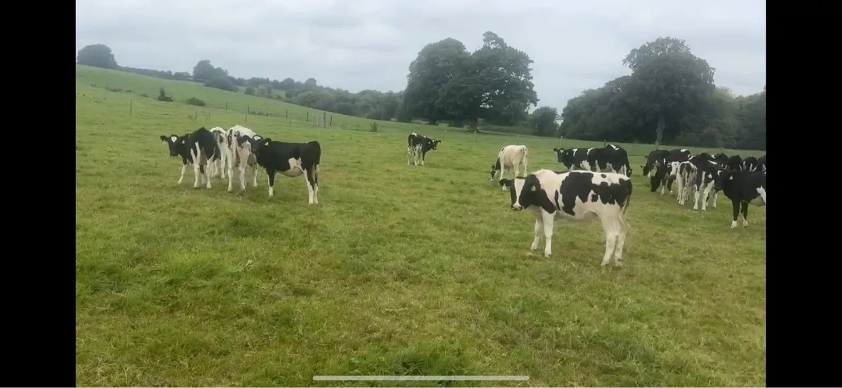 friesian calves - Image 2