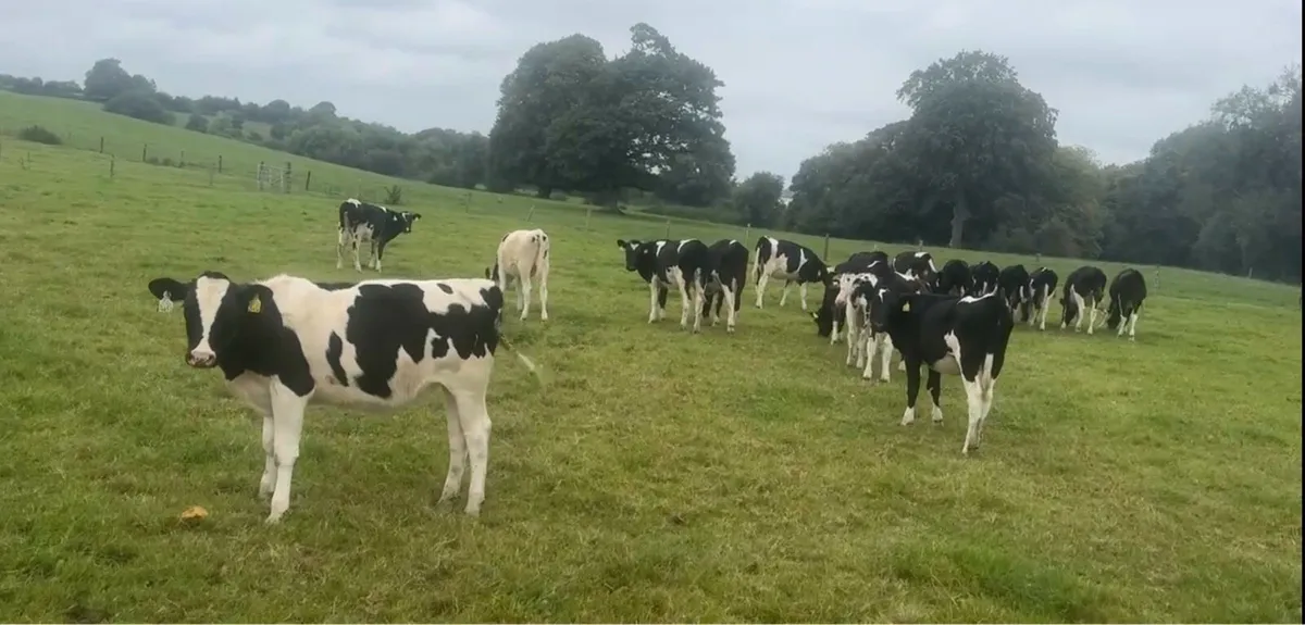 friesian calves - Image 4