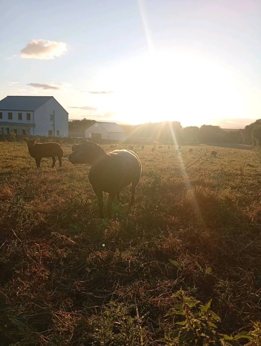 Organic or in conversion ewes wanted