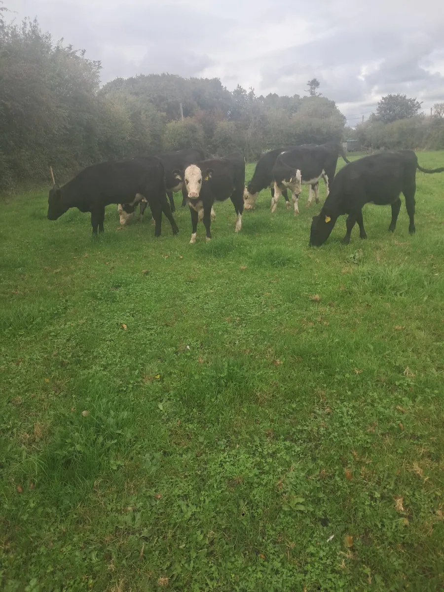 Weanling heifers - Image 3