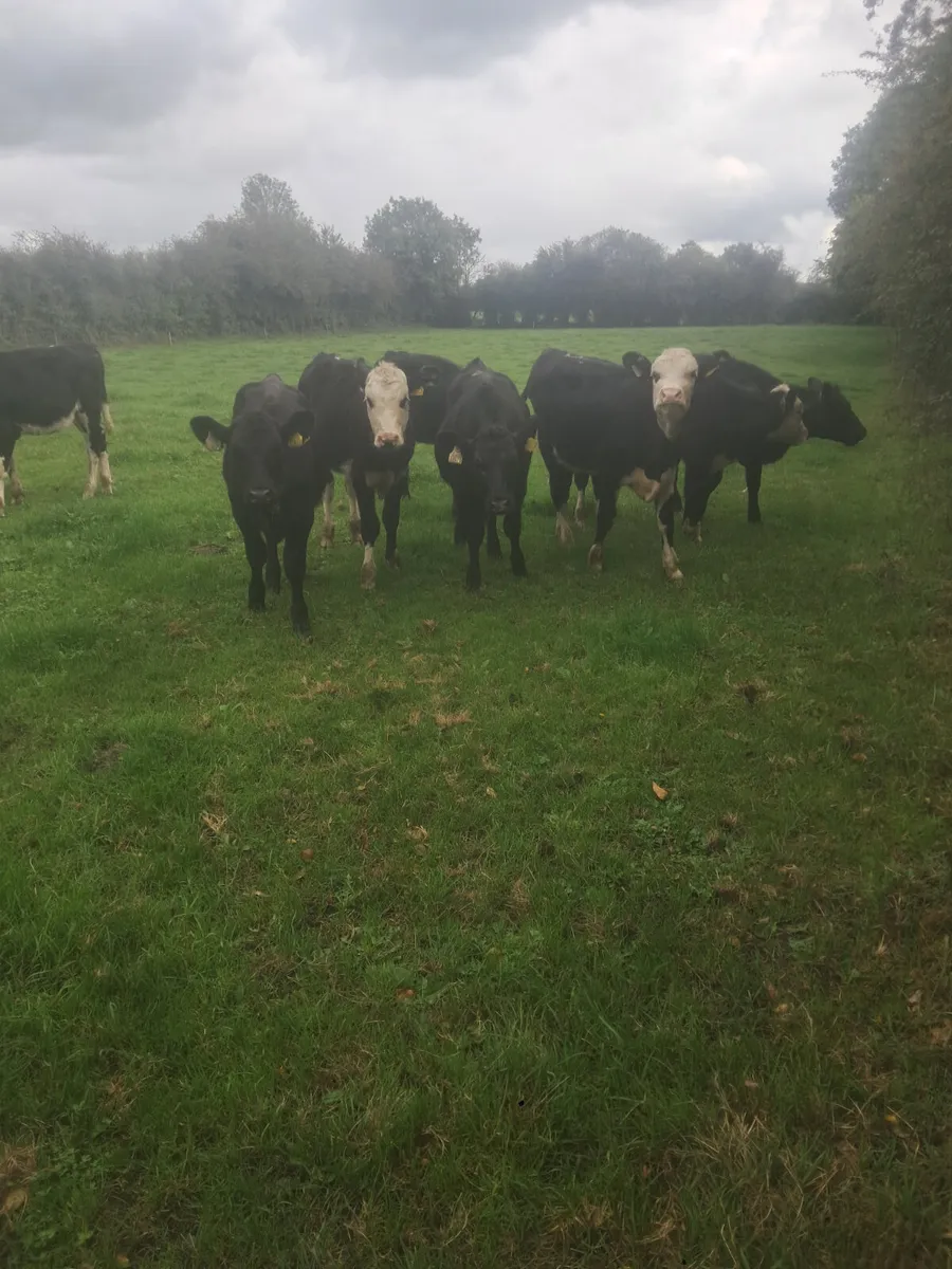 Weanling heifers - Image 1