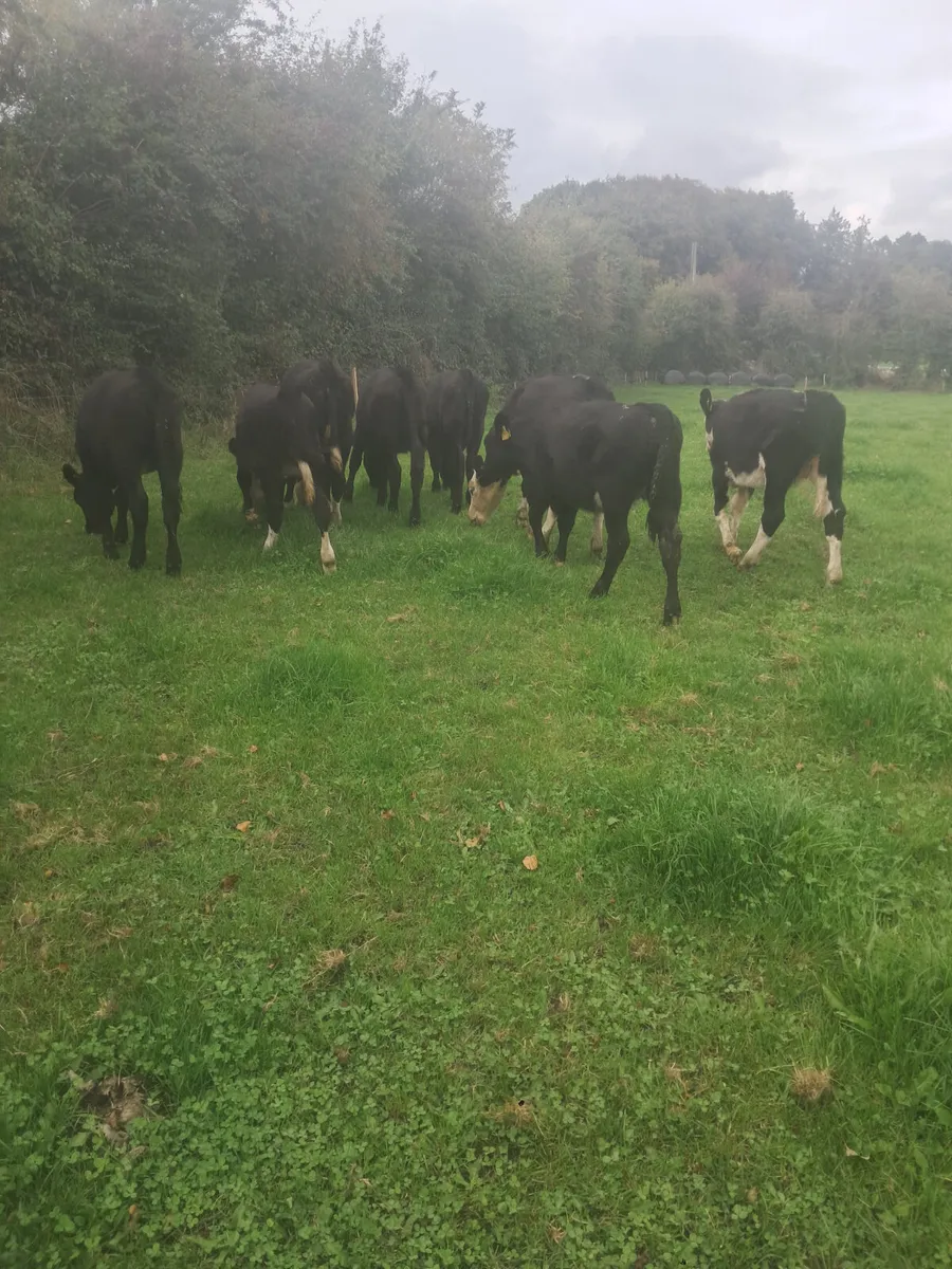 Weanling heifers - Image 2