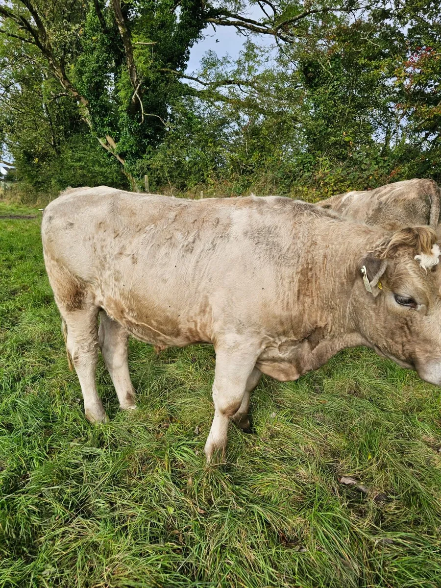 Forward store cattle - Image 3