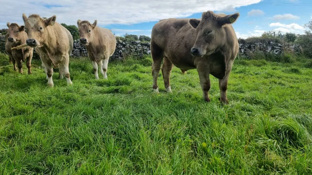 Forward store cattle - Image 4