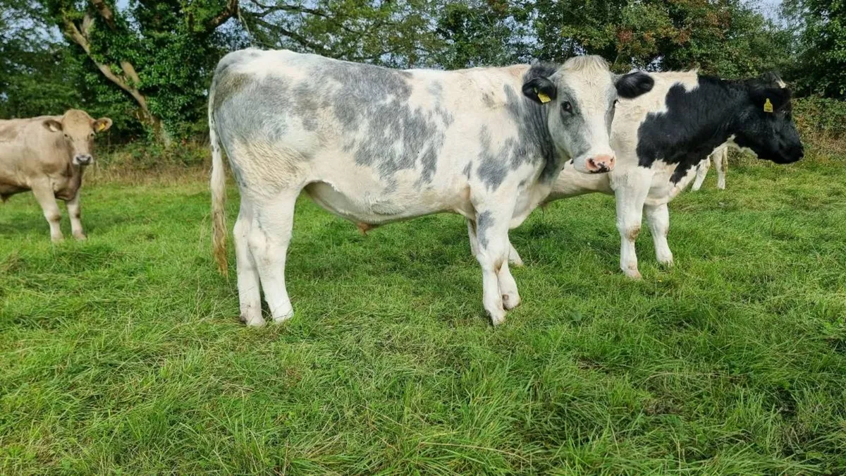 Forward store cattle - Image 1
