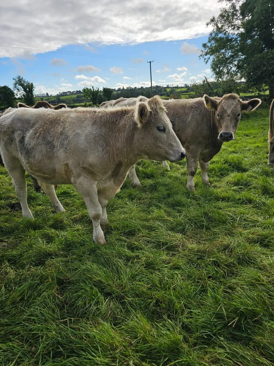Forward store cattle - Image 2