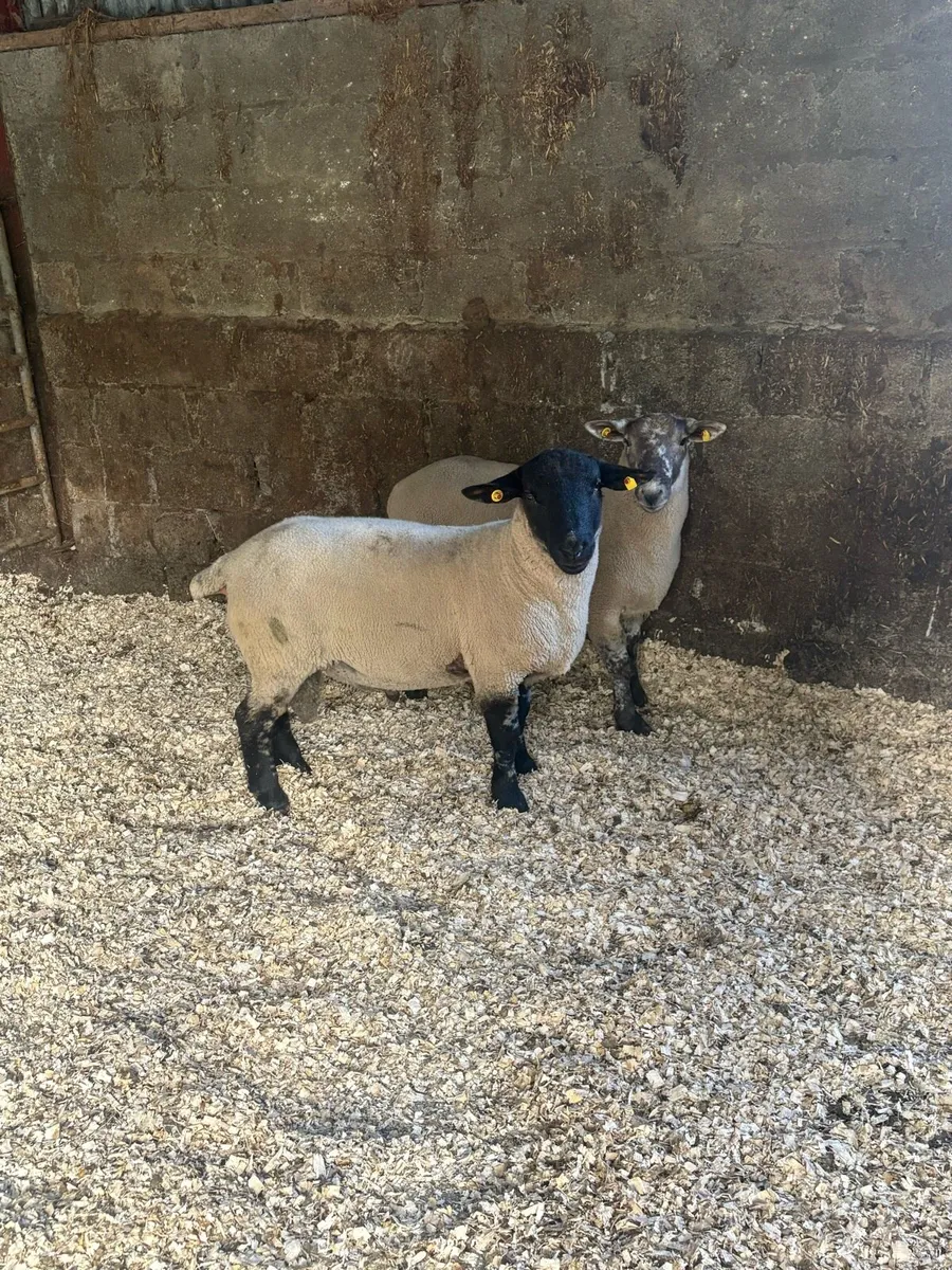 😍Suftex ram lambs 😍 - Image 2