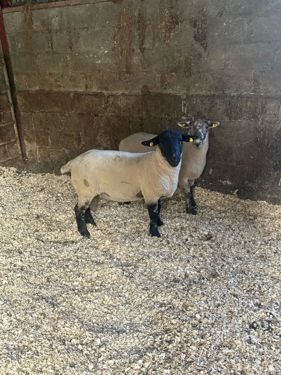 😍Suftex ram lambs 😍 - Image 1