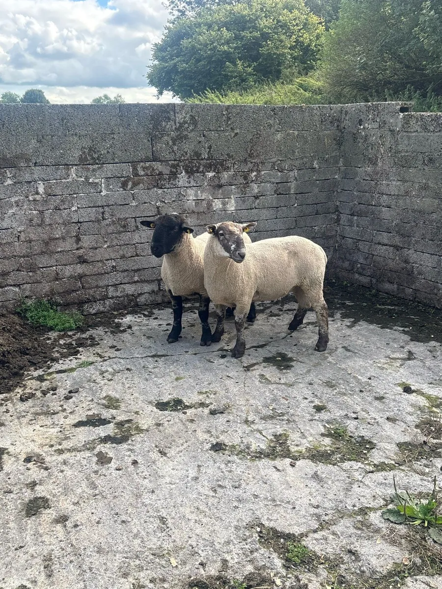 😍Suftex ram lambs 😍 - Image 4