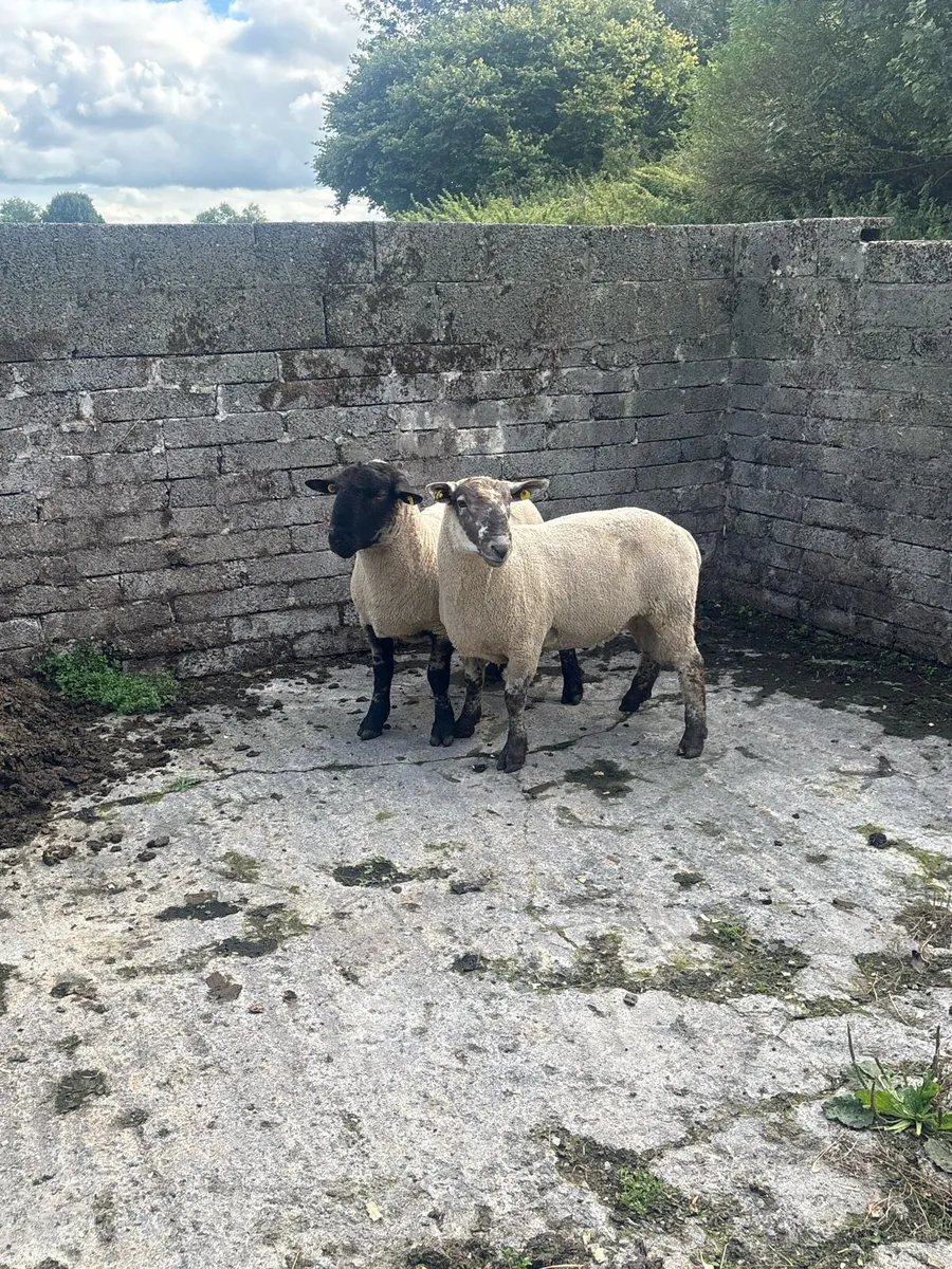 😍Suftex ram lambs 😍 - Image 3