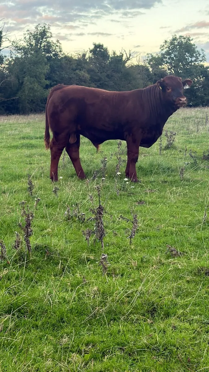 limousine weanling - Image 2