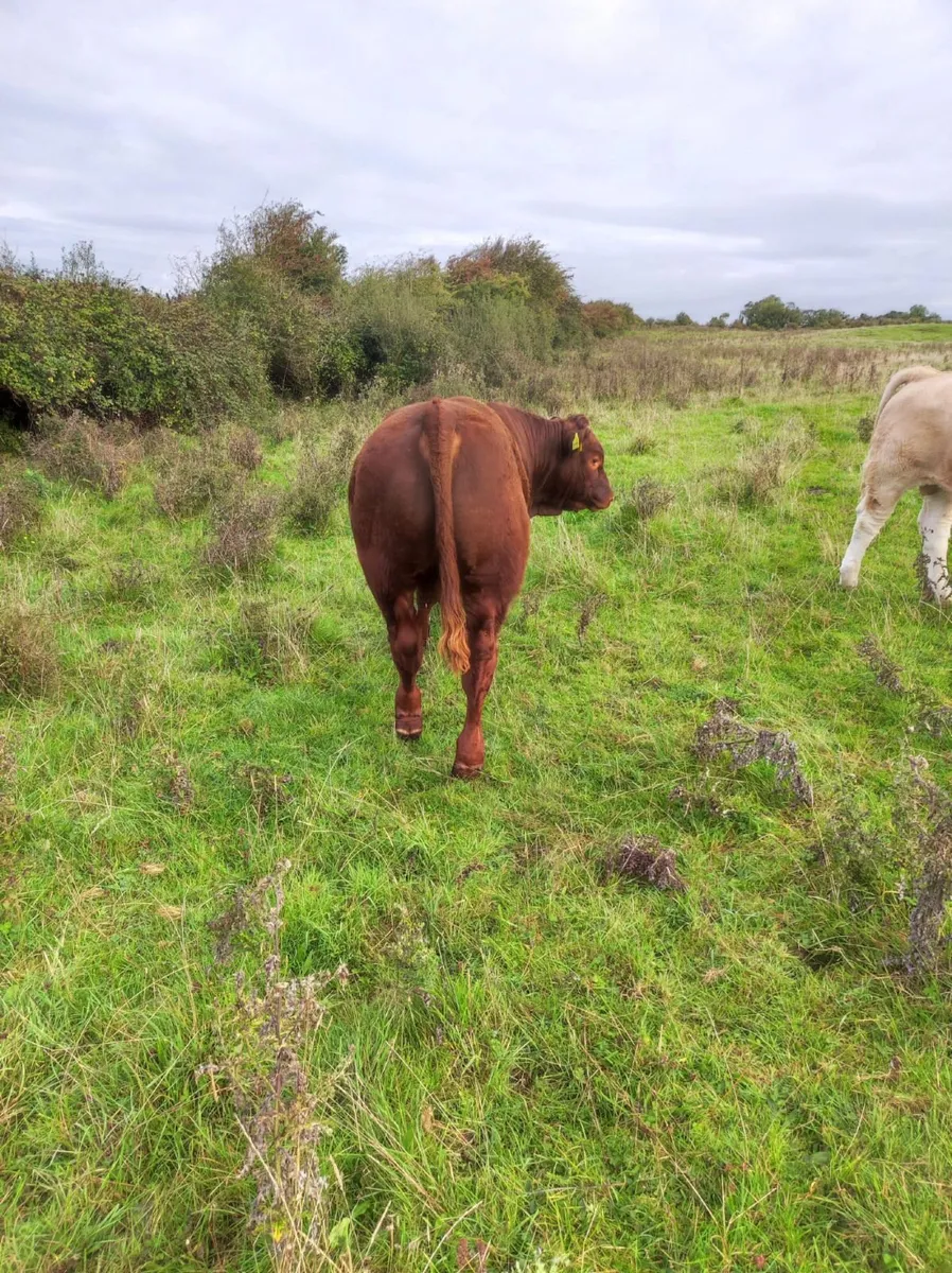 limousine weanling - Image 3