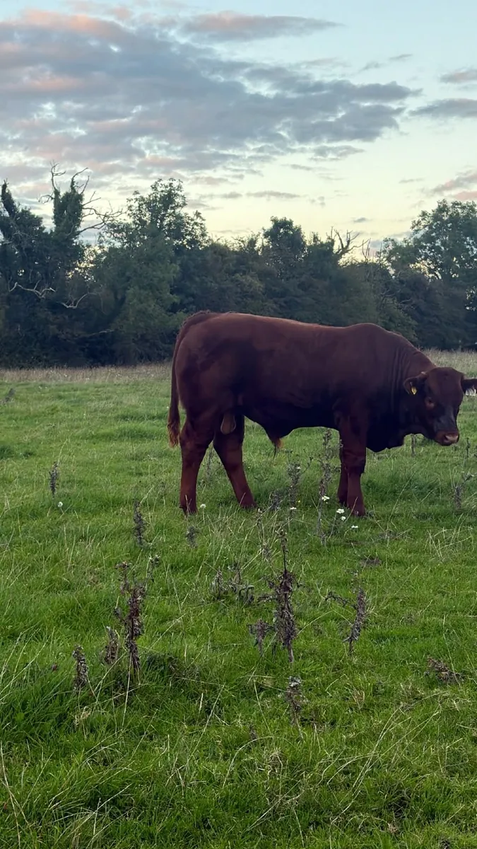 limousine weanling - Image 4