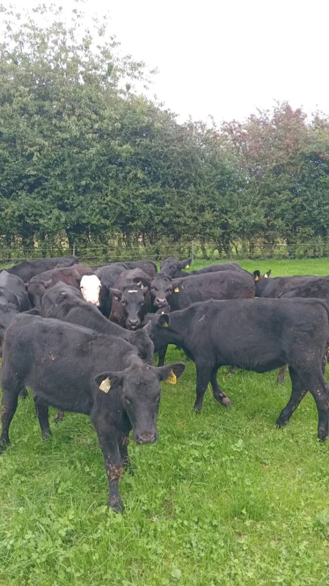 19 super heifer weanlings - Image 3