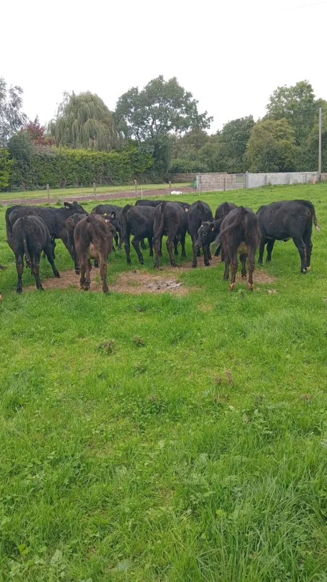 19 super heifer weanlings - Image 4