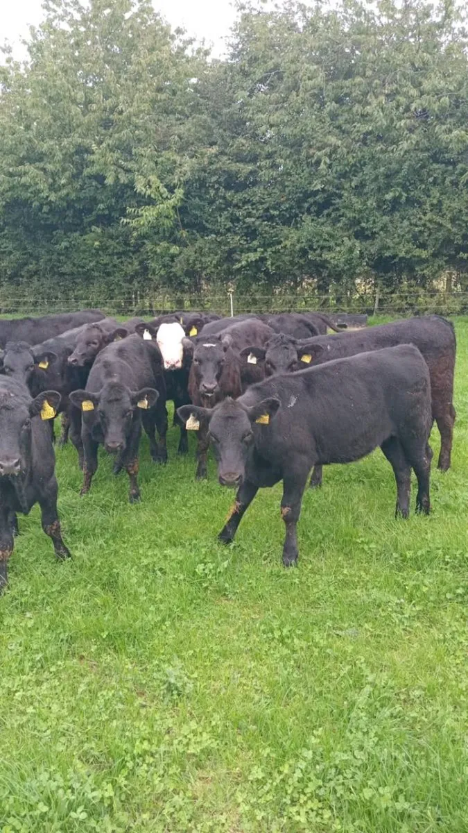 19 super heifer weanlings - Image 2