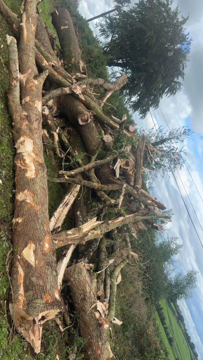 Timber/firewood - Image 1