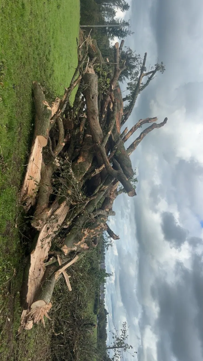Timber/firewood - Image 2