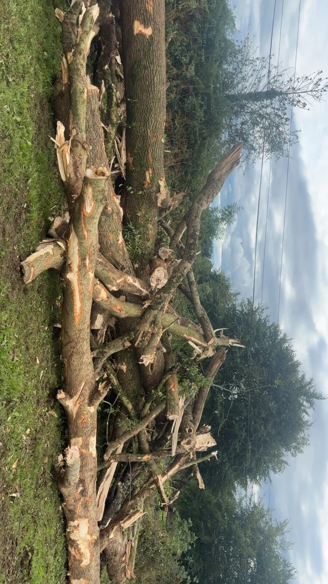 Timber/firewood - Image 3