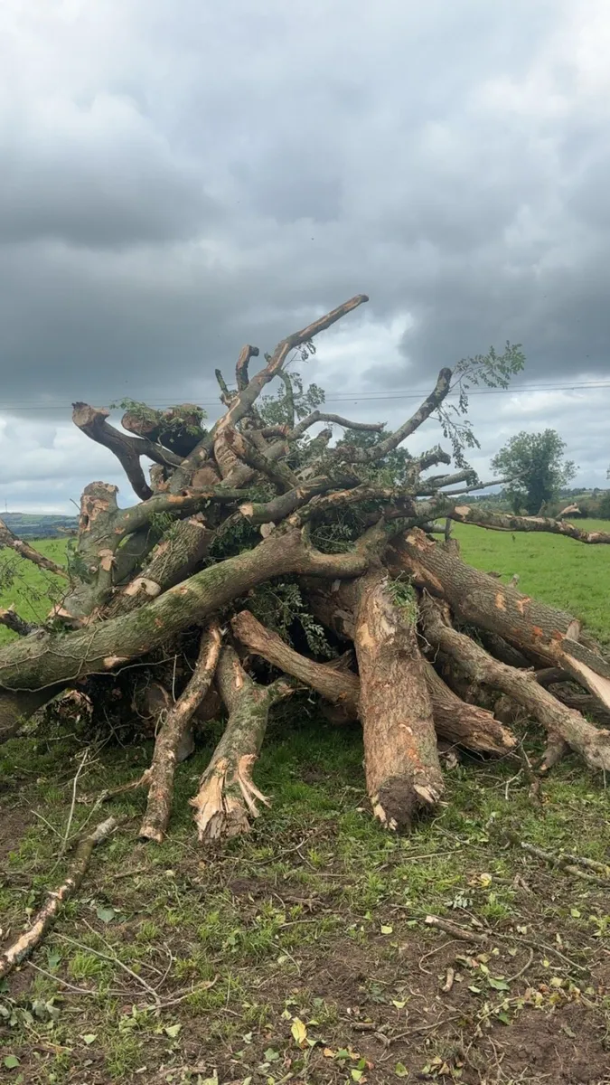 Timber/firewood - Image 4
