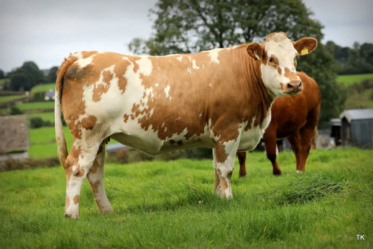 In-Calf Heifers for Balla Mart - Image 3