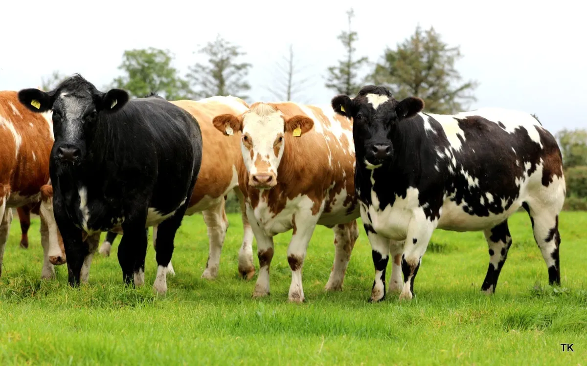 In-Calf Heifers for Balla Mart - Image 4