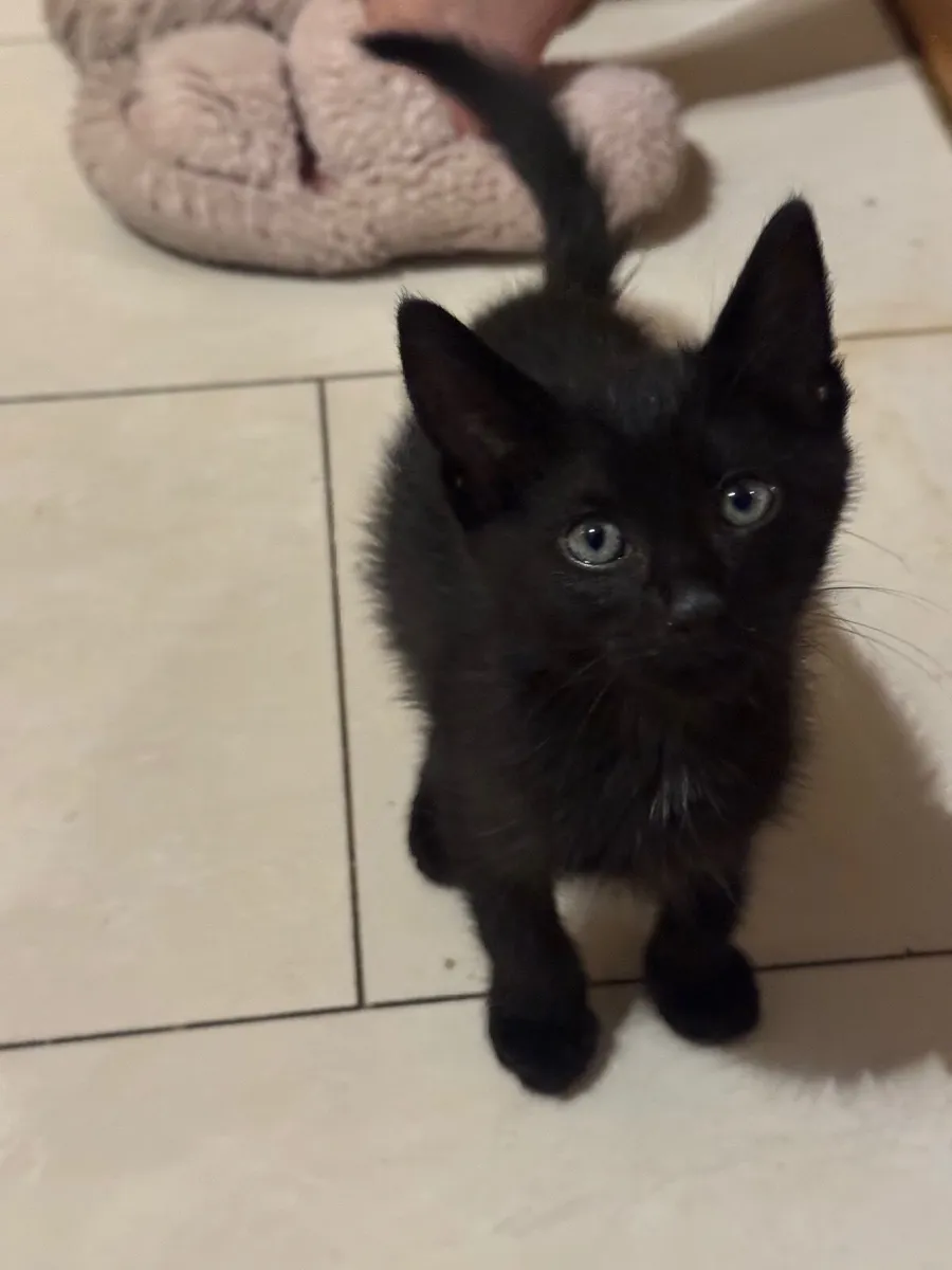 Kitten - Image 1