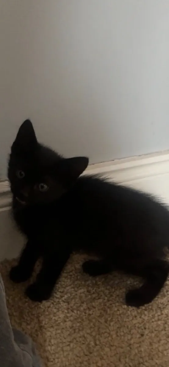 Kitten - Image 2