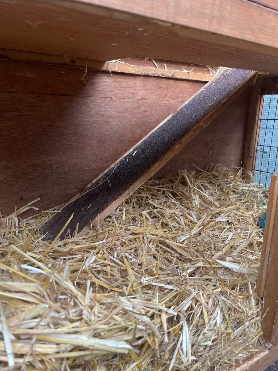 Rabbit hutch - Image 3